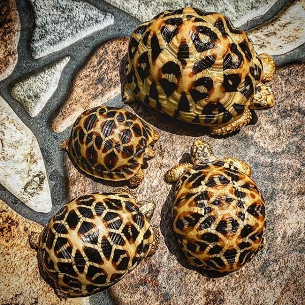 Sri Lankan Star Tortoise - Image 3