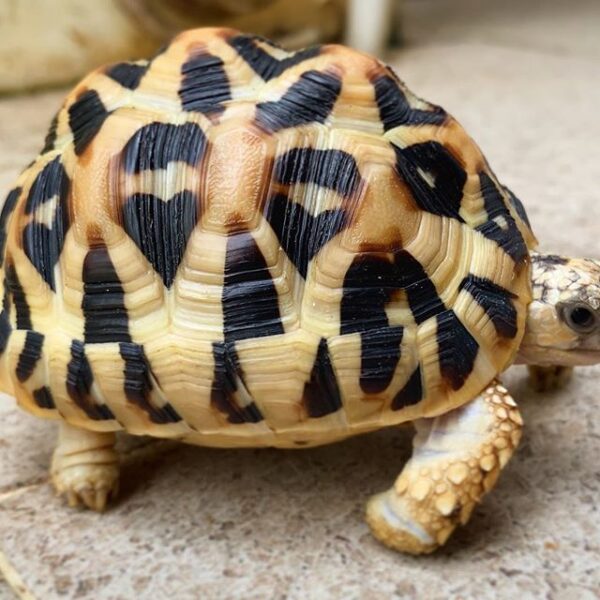 Sri Lankan Star Tortoise