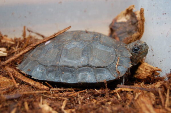 BURMESE BLACK MOUNTAIN TORTOISE - Image 2