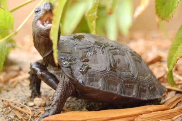 BURMESE BLACK MOUNTAIN TORTOISE - Image 3