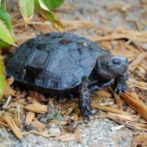 BURMESE BLACK MOUNTAIN TORTOISE