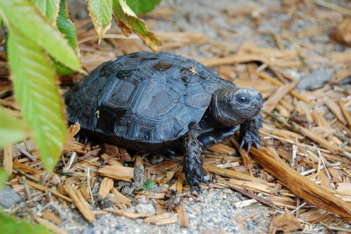 BURMESE BLACK MOUNTAIN TORTOISE