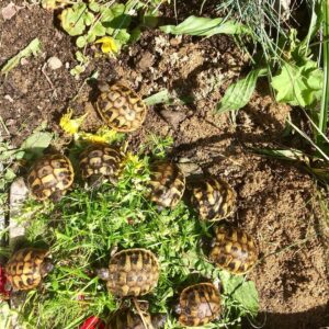 Egyptian tortoise