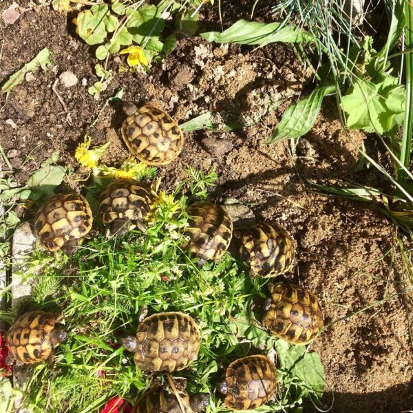 Egyptian tortoise
