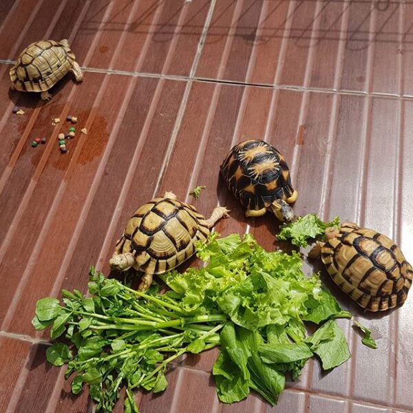 Egyptian tortoise - Image 11