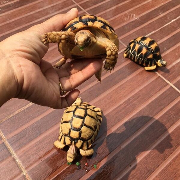 Egyptian tortoise - Image 10