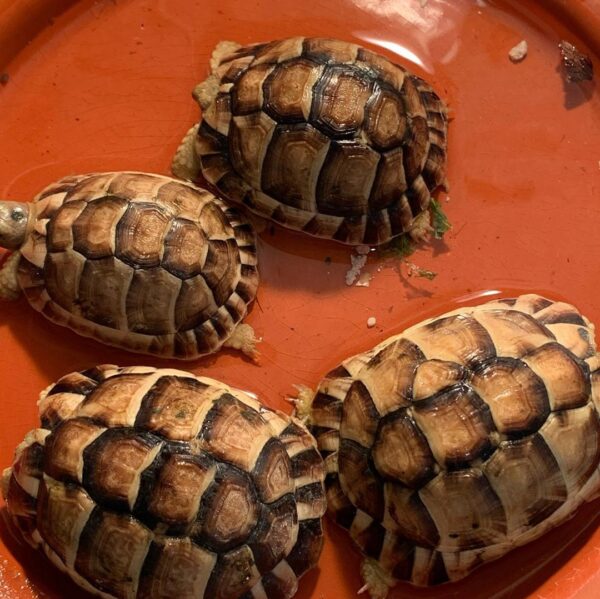 Egyptian tortoise - Image 9