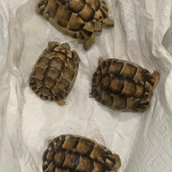 Egyptian tortoise - Image 8