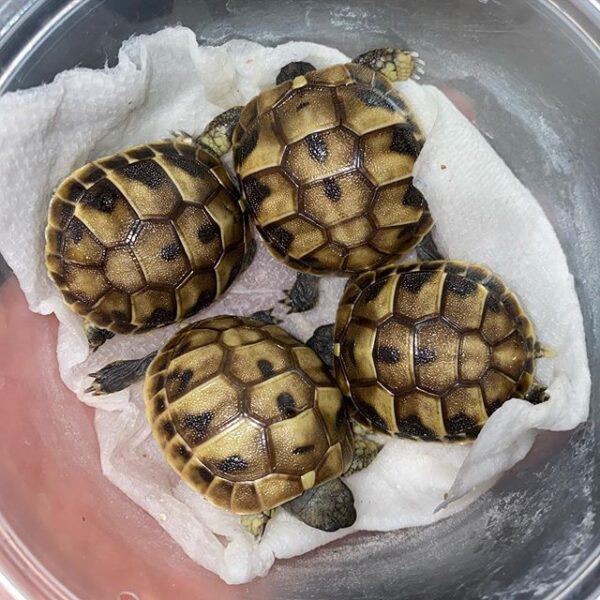 Egyptian tortoise - Image 7