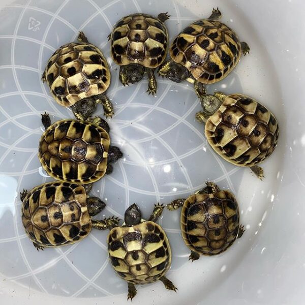 Egyptian tortoise - Image 6