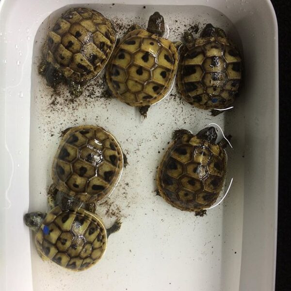 Egyptian tortoise - Image 5
