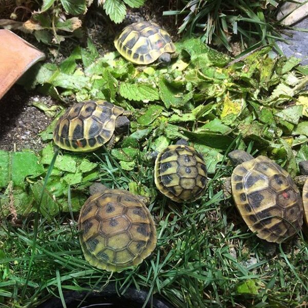 Egyptian tortoise - Image 4