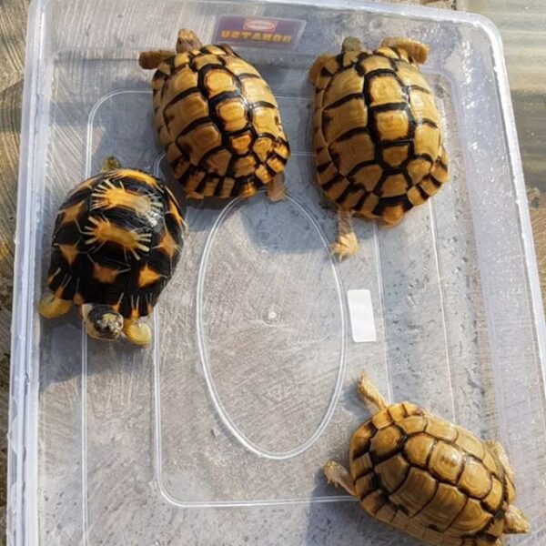 Egyptian tortoise - Image 3