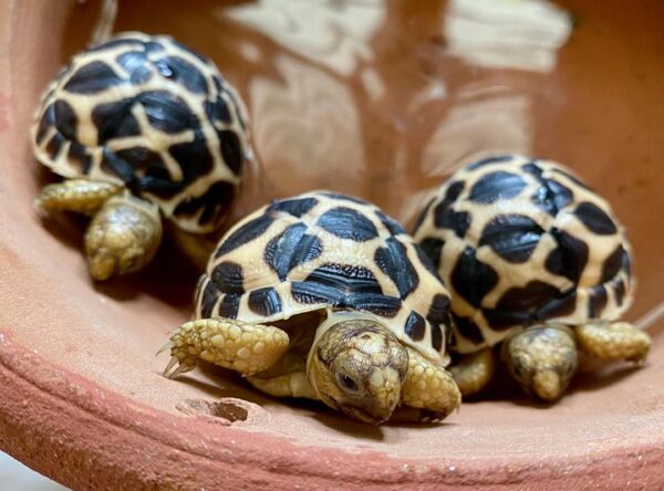 Indian Star Tortoise - Image 2