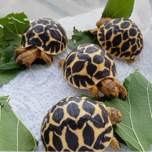 Indian Star Tortoise - Image 3