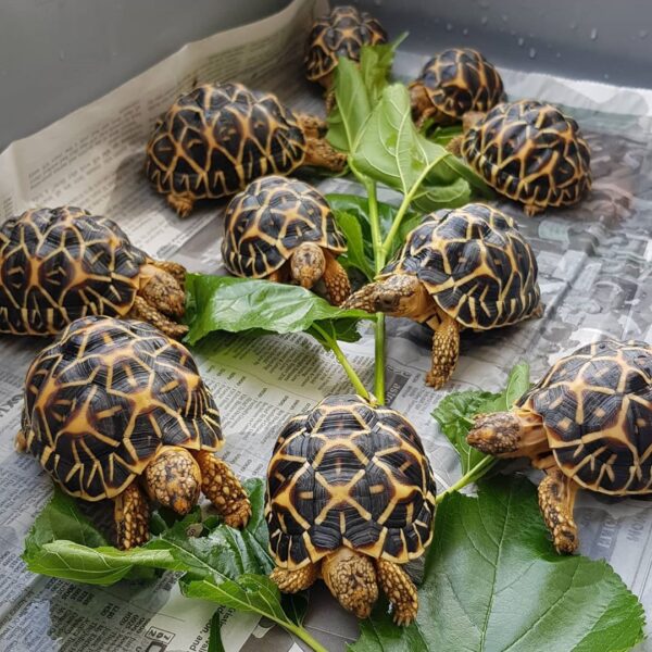 Indian Star Tortoise