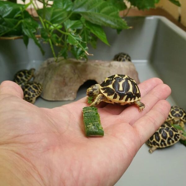 Indian Star Tortoise - Image 4