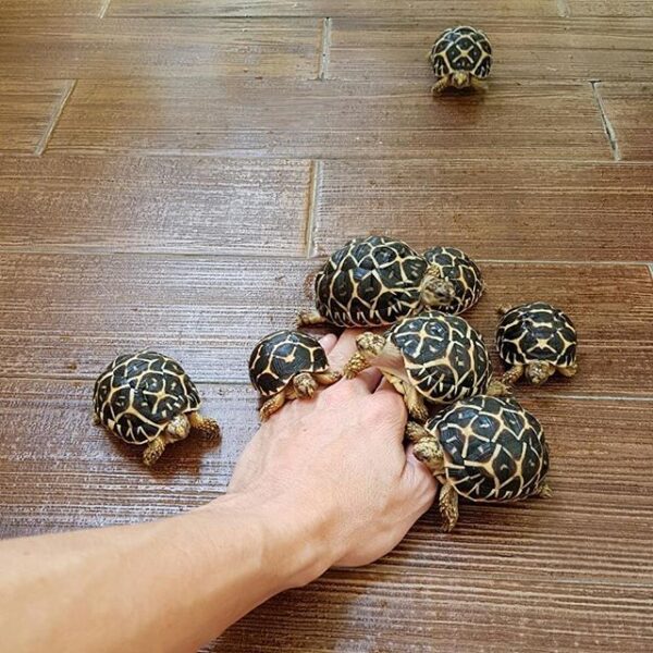 Indian Star Tortoise - Image 5