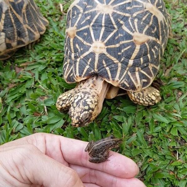 Indian Star Tortoise - Image 6