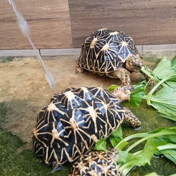 Indian Star Tortoise - Image 8