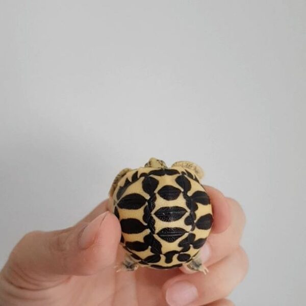 Indian Star Tortoise - Image 9