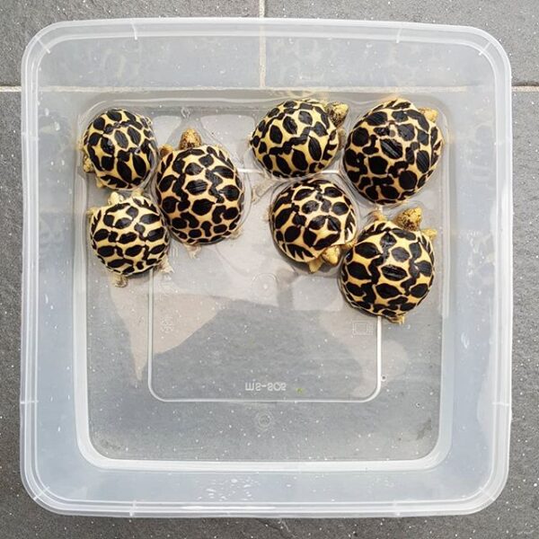 Indian Star Tortoise - Image 10