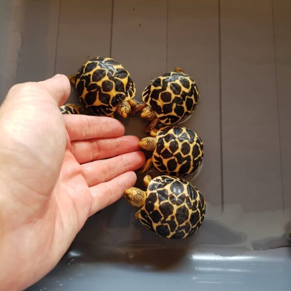 Indian Star Tortoise - Image 11