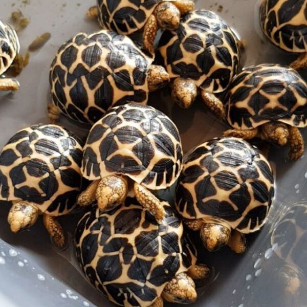 Indian Star Tortoise - Image 12