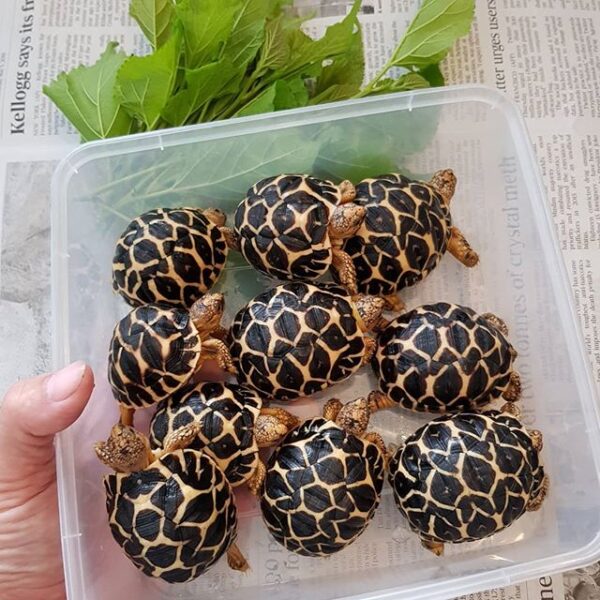 Indian Star Tortoise - Image 13