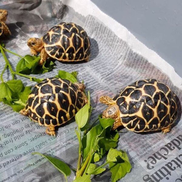 Indian Star Tortoise - Image 14