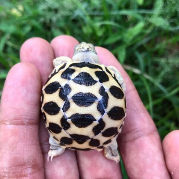 Indian Star Tortoise - Image 15