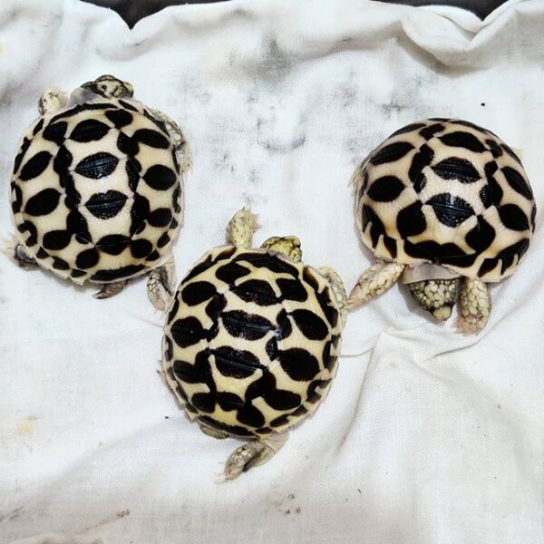 Indian Star Tortoise - Image 16