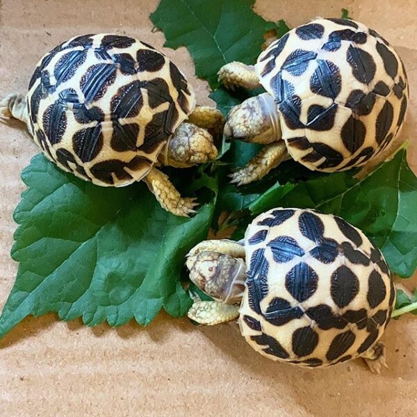 Indian Star Tortoise - Image 17