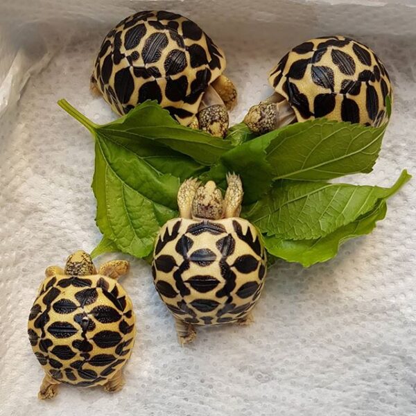 Indian Star Tortoise - Image 18
