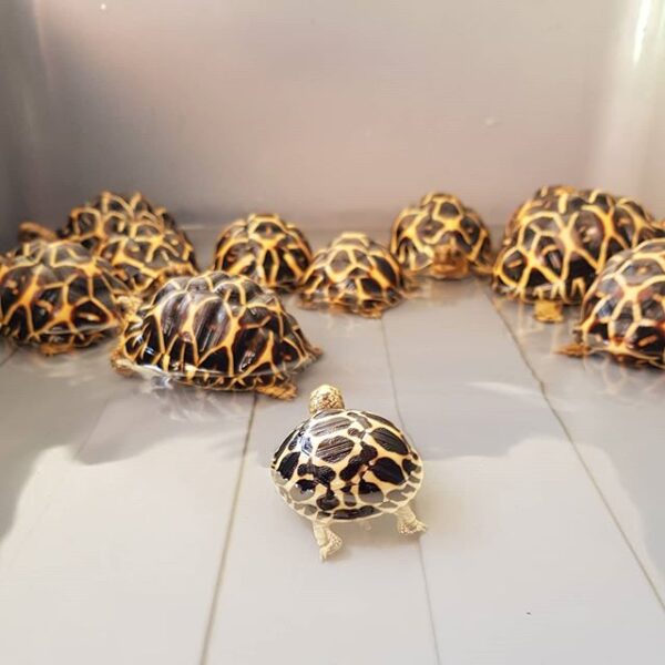 Indian Star Tortoise - Image 19