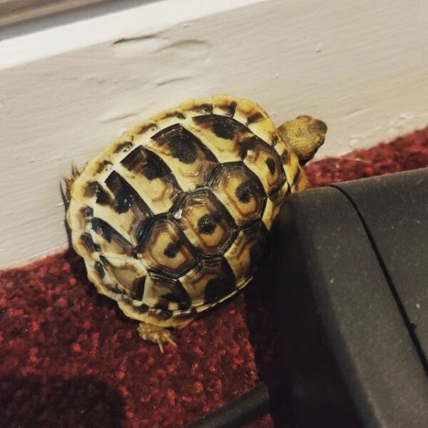 Eastern Hermann’s tortoise - Image 4