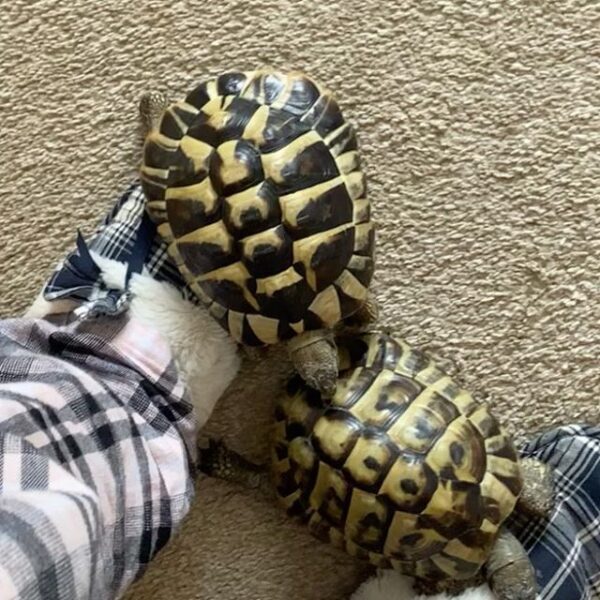 Eastern Hermann’s tortoise - Image 6