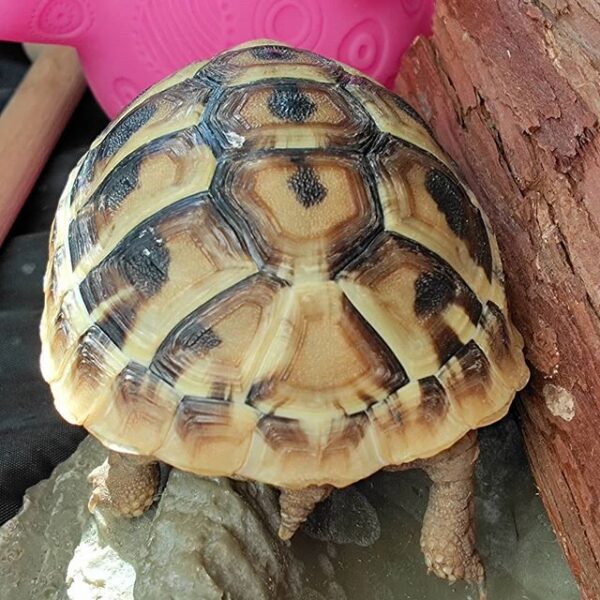 Eastern Hermann’s tortoise - Image 7