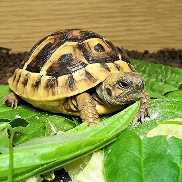Eastern Hermann’s tortoise - Image 8