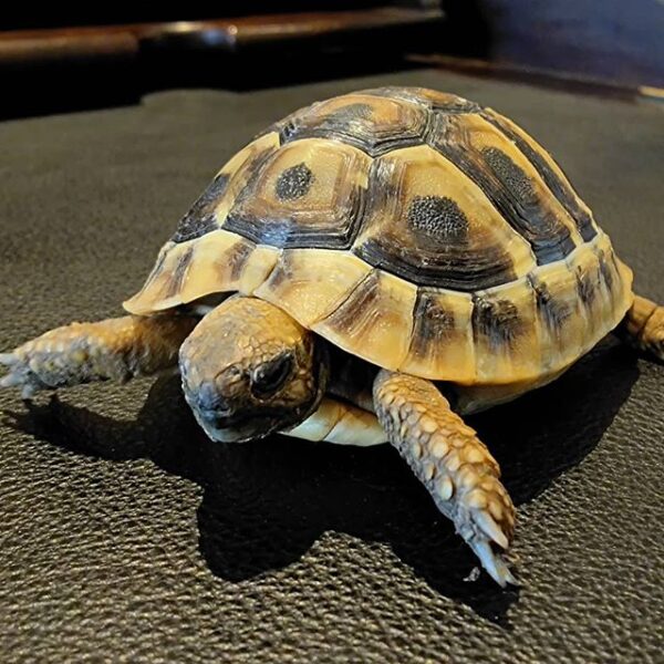 Eastern Hermann’s tortoise - Image 9