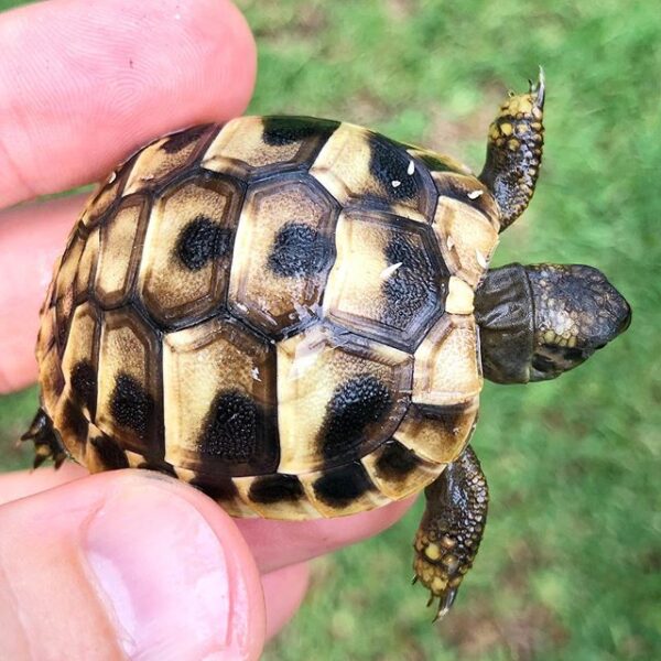 Eastern Hermann’s tortoise - Image 10