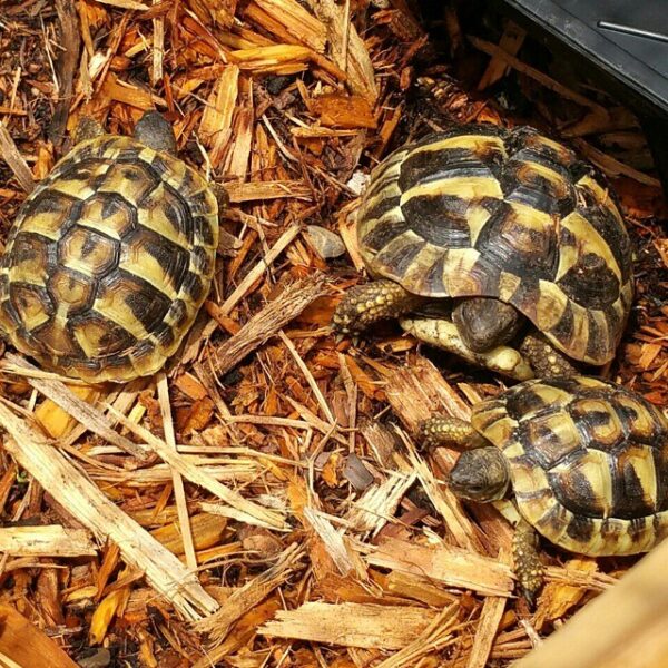 Eastern Hermann’s tortoise - Image 2