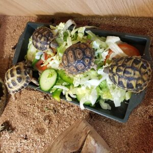 Eastern Hermann’s tortoise