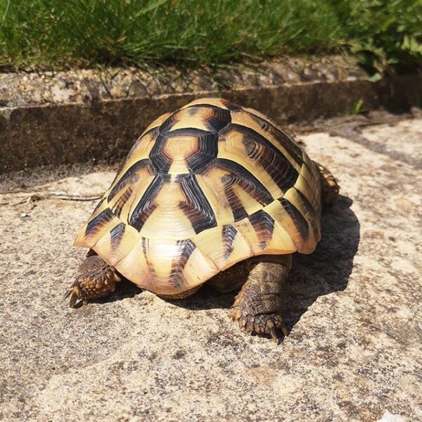 Eastern Hermann’s tortoise - Image 11