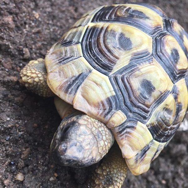 Eastern Hermann’s tortoise - Image 14