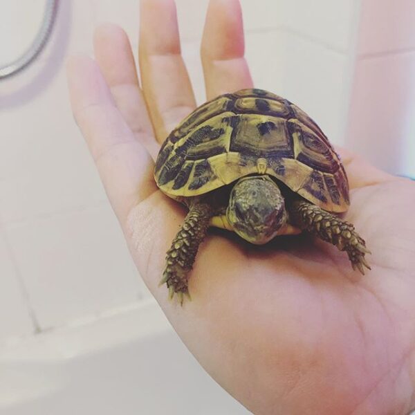 Eastern Hermann’s tortoise - Image 15