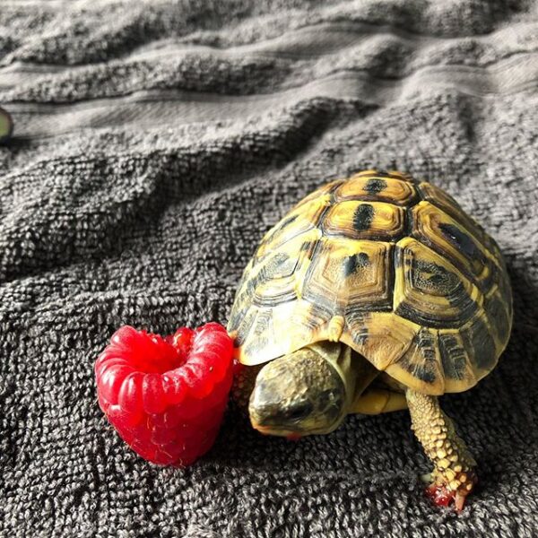Eastern Hermann’s tortoise - Image 16