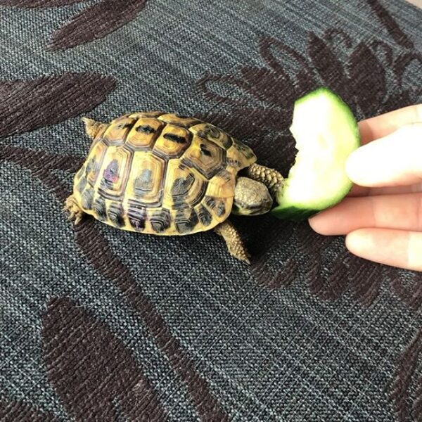 Eastern Hermann’s tortoise - Image 17