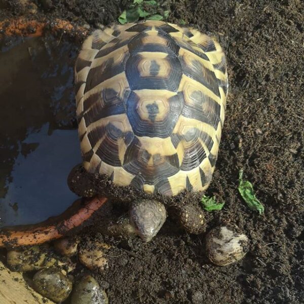 Eastern Hermann’s tortoise - Image 18