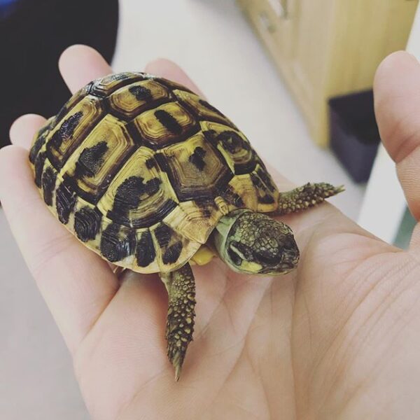 Eastern Hermann’s tortoise - Image 13